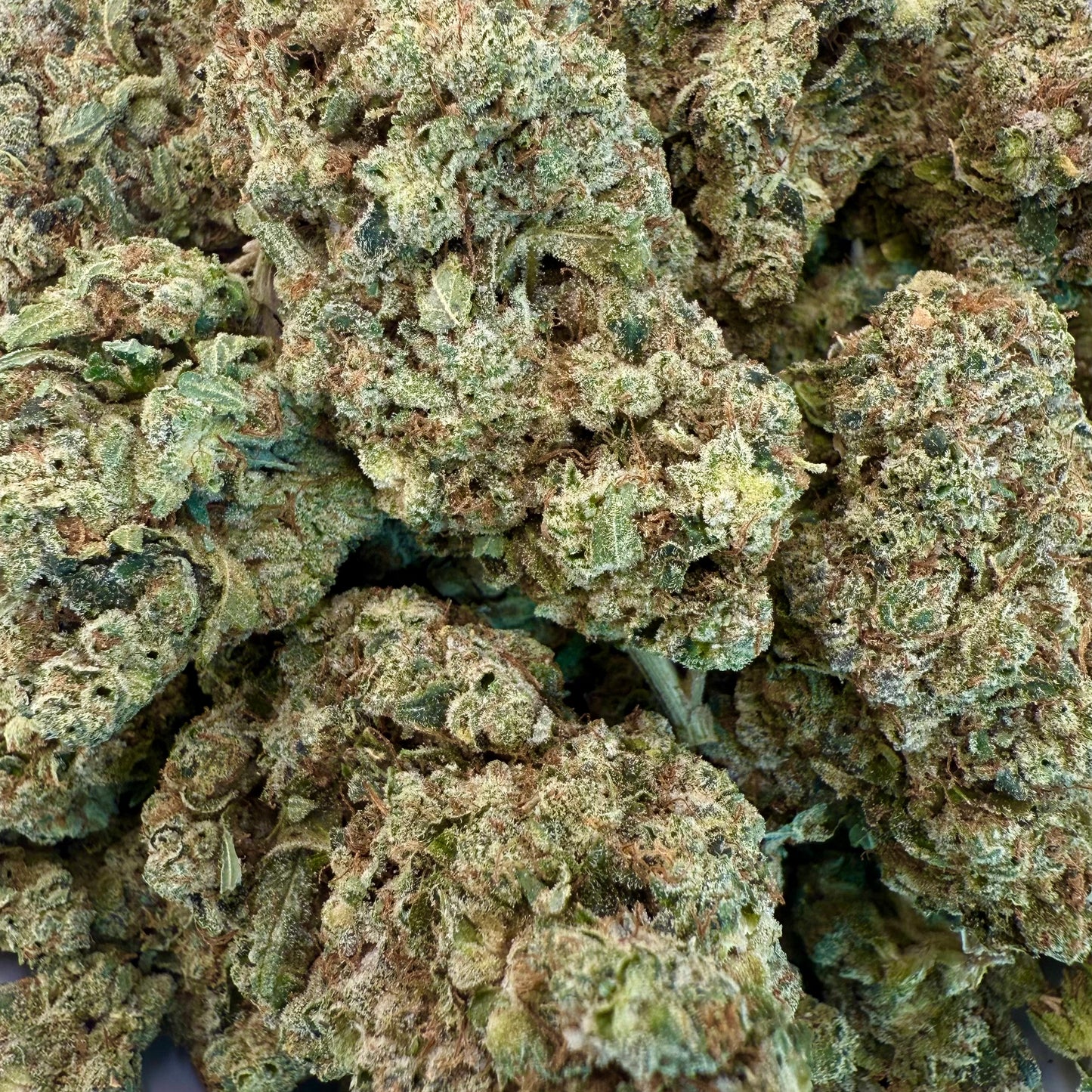 GG #4